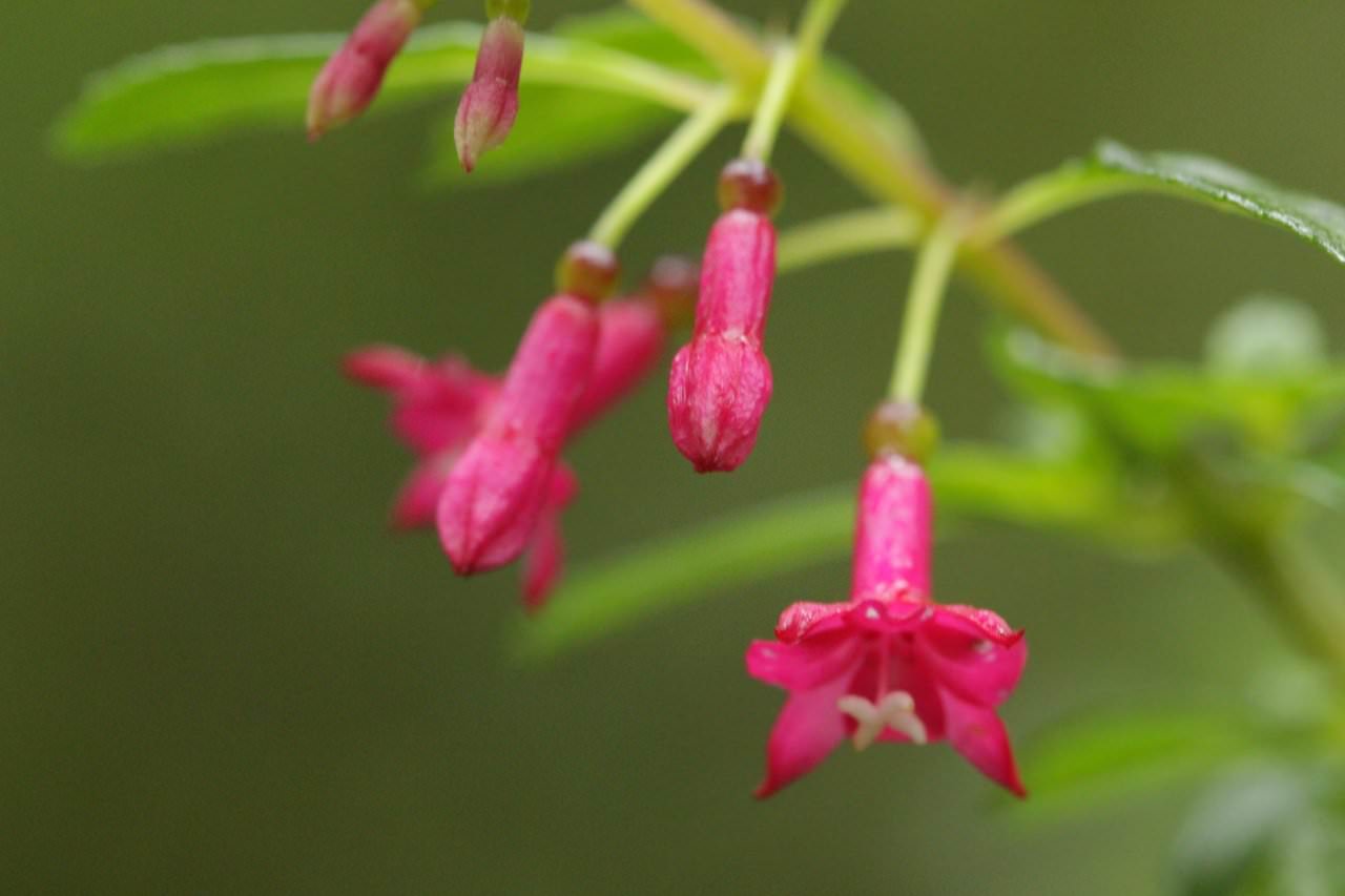Fuchsia microphylla